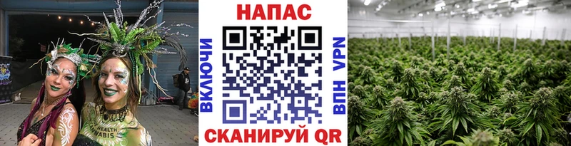 Купить где  Облучье  Каннабис сатива 